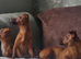 3 x Jack russel females
