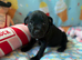 Beautiful staff puppies for sale
