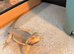 friendly bearded dragon
