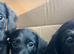 Dachpoo