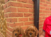 Beautiful F1bb Red Cavapoo Puppies – Only 2 Gorgeous Girls Remaining ️