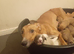 13th generation working lurcher pups