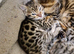 Bengal kittens