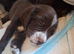 Sprocker pups