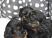 Health Tested Cavapoo Puppies