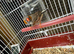 4 cock bird zebra finch