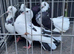 fantails for sale