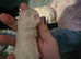 3 Turkish angorian x ragdoll kittens