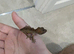 Lily white Phantom Crested Geckos