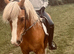 A stunning stamp of a section c mare