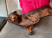 Beautiful Female Daschund
