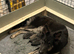 German Shepard puppies
