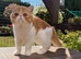 Gorgeous Male Kitten