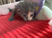 Russian blue x tabby kittens