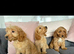 Cockapoo