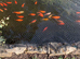 Looking for a loving new home for our pond goldfish