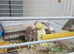 5 cockatiels ready really soon
