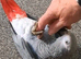 AFRICAN GREY PARROT