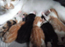 5 beautiful kittens looking for there forever homes