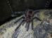 Avicularia aurantiaca Tarantula RARE!