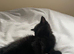 One black female kitten