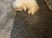 Lovely natured Persian cat