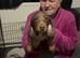 10 week old dachshund boy
