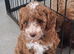 Ready To Go Now F1b Labradoodles