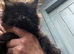 Mainecoon x