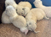 Beautiful 100% ragdoll babies