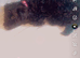 8 month old black sproodle