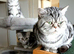 Bsh. Silver Classic Tabby .£800 as Pet.