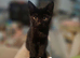 *LAST BOY* Playful Black kitten