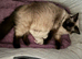 Beautiful Ragdoll kittens