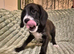 Boxer-Doodle Puppies