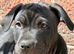 Staffy puppies