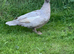 Female Lavender Muscovy Duck 2025 hatched