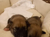 Belusky puppies