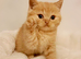 Beautiful Male & Female British Shorthair Kittens Available
