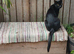 Beautiful litter of 5 kittens looking for loving homes