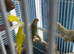 Indian ringneek parrots