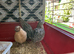 Jumbo Quail