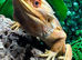 Adult Male Orange Citrus Blue Bar Proven Breeder Bearded Dragon