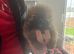 Beautiful Pomeranian puppies
