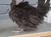 Bantam chickens