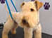 LAKELAND TERRIER  KC REGISTERED