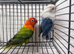 Fischers Lovebirds looking for a new home