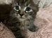 Kittens for sale