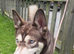 Siberian husky