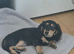2 female miniature daschund puppies